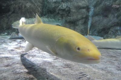 子供と水族館めぐり！食にこだわる青森浅虫水族館