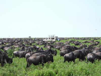 タンザニアでサファリ（ンドゥトゥ）３月５日