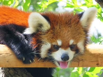 珍しくレッサーパンダがうまく撮れた　【横浜市野毛山動物園】