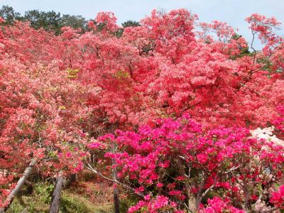 大高取山登山と五大尊ツツジ園