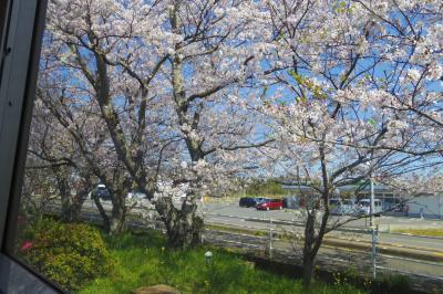 桜を眺めながら日本最西端の駅を目指す旅
