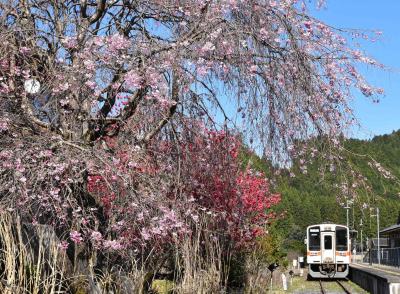 全線復旧した名松線2020～沿線を彩る桜の花と鉄道遺産～（三重）