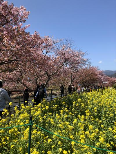 2020年2月、河津桜を見るために。1泊2日、母と二人旅　その②