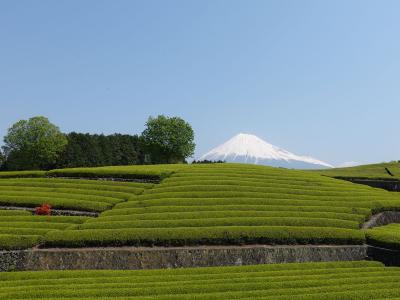 散歩・大渕周辺 2020.04.30 ＝2.大渕笹場＝