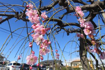 2020新春、見納めの枝垂れ梅(1/6)：名古屋市農業センター(1)：街路樹の紅梅と白梅枝垂れ