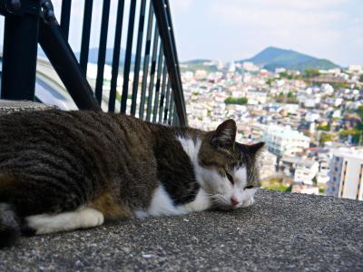 長崎市 猫スポット に関する旅行記 ブログ フォートラベル 長崎県
