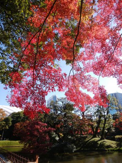 晩秋の紅葉が広がる小石川後楽園を散策
