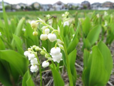 自転車で捉えた花中心の身近な田園景色～自粛の日々の運動不足解消の近所散策2020年４月～