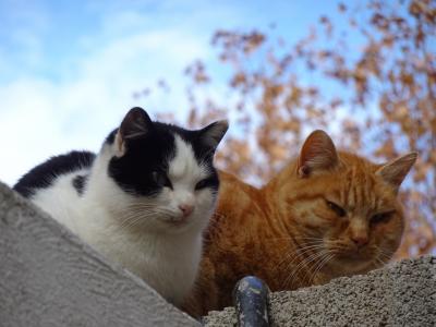 ◆スペイン一人旅◆④グラナダ：猫日和のアルハンブラ宮殿