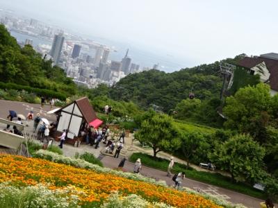 布引ハーブ園で春の収穫祭（カモミールの摘み取り）