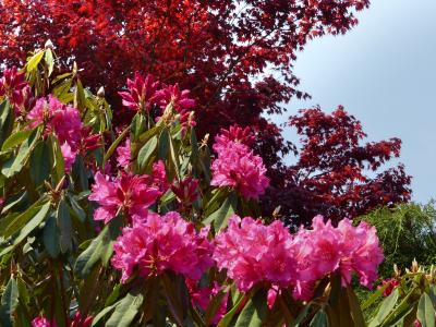 「赤城寺」のシャクナゲ_2020_４月15日：５分咲きくらいですが綺麗でした（群馬県・桐生市）