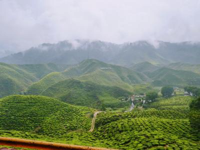 【2020年マレーシア】 7　キャメロンハイランドという名の避暑地の茶畑に行く 
