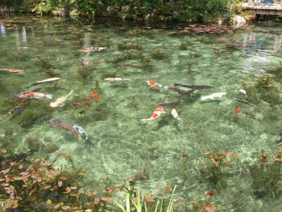 岐阜県関市板取の名もなき池　「モネの池」