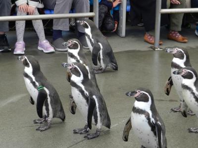 鳥羽水族館【後編】／ペンギンパレードetc◆日本屈指の透明度を誇る『銚子川』を見に三重県へ《その７・最終章》