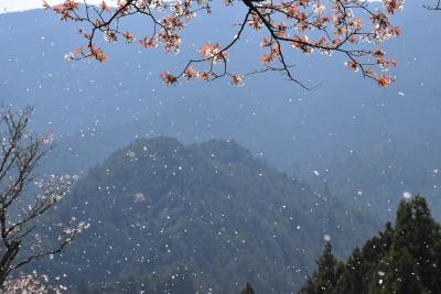 伊勢本街道と三多気の桜並木～奥津宿・石名原宿と花吹雪の桜並木2020～（三重）