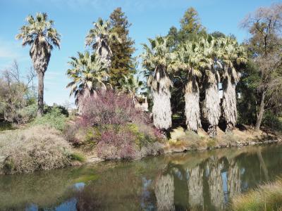 UC Davis Arboretum-Desert Collection &amp; California Foothill Collection