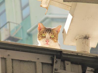 ★猫撮りの旅 第14弾（香港編）