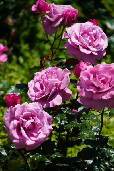 20200511 大阪 靱公園の銅像さん達と、花盛りの薔薇と