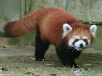 南東北の動物園と水族館めぐり②　【八木山動物公園】