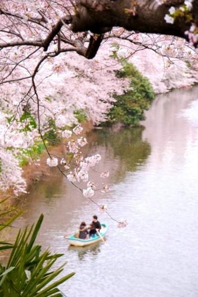 ひとりお花見部　市ヶ谷～千鳥ヶ淵のお散歩