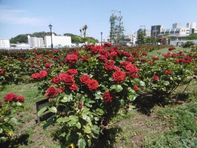 ヴェルニー公園  in  YOKOSUKA 