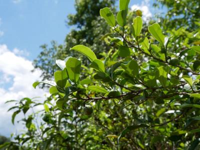 普&#27953;景邁山古茶園②（2020年5月雲南省南部旅行②）