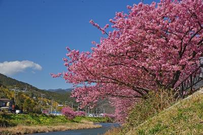 早春のお花見・富士山眺望ドライブ旅行（１）－河津・南伊豆ー
