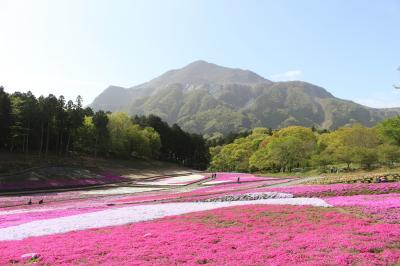 2018年4月、秩父の芝桜と沼田の一本桜を回ってみました