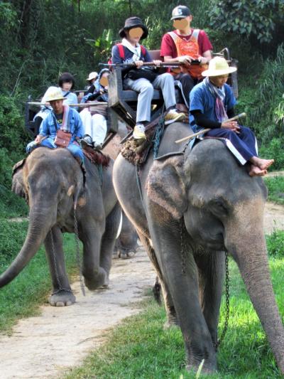 タイ4大王朝縦断の旅⑩　チェンマイ近郊「エレファントキャンプ」