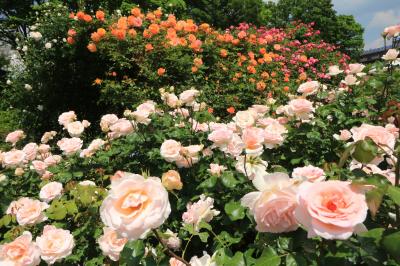 ショートトリップ花巡り♪　五月の薫風にバラ香る♪