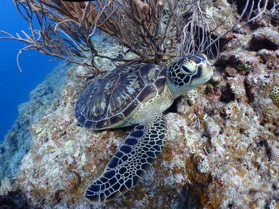 ウミガメを見に石垣島へ！(2019.12.12 二日目)