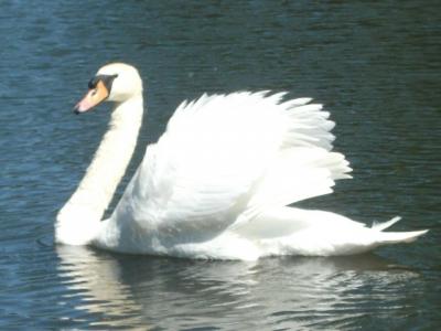 初夏のロンドン・リージェンツパーク(モスク寄り)
