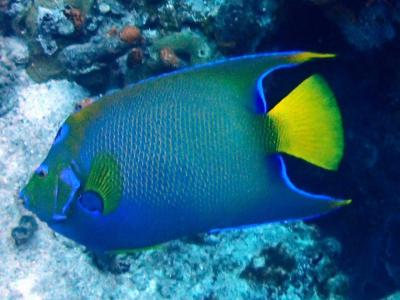 コスメルダイビング☆カリブ海の青の聖地