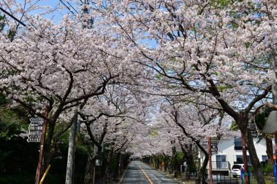 桜の伊豆高原