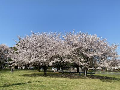 2020年4月　光伝寺＆城北中央公園