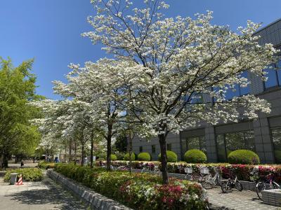 2020年4月　光が丘公園