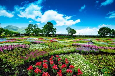 くじゅう花公園　2020年5月