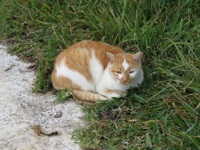 神奈川県 猫スポット に関する旅行記 ブログ フォートラベル
