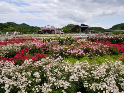 自分にご褒美「リリアーヌ」と花フェスタ