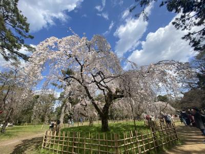 2020春 コロナ前最後の京都旅