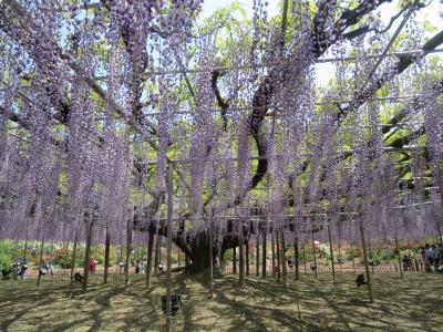 あしかがフラワーパークで花で癒され足利学校と足利散策