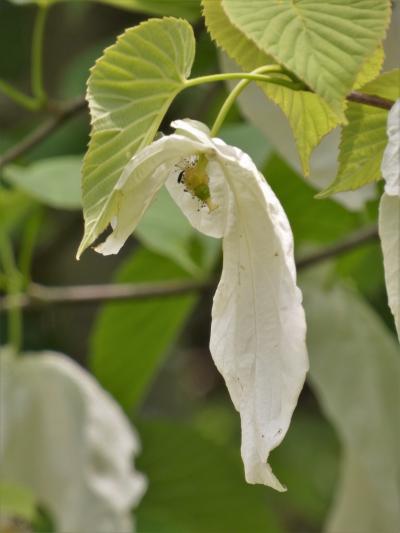 新緑と花々が楽しめる神戸市立森林植物園