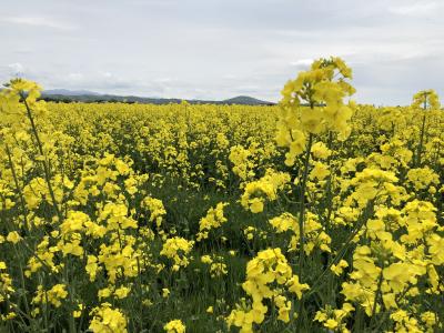 ようやく菜の花が咲き出しました！