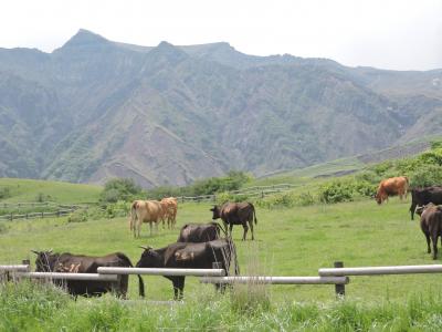 新緑の草原へ（阿蘇荻岳・波野スズラン・扇棚田）