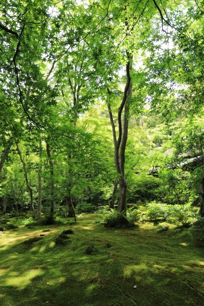 京都　祇王寺　二尊院　常寂光寺へ