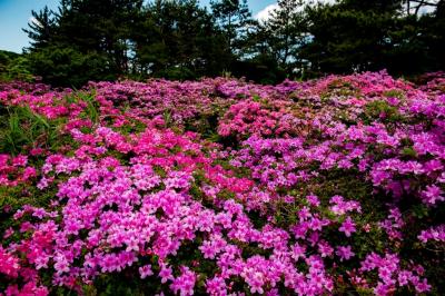 万年山のミヤマキリシマその１　2020