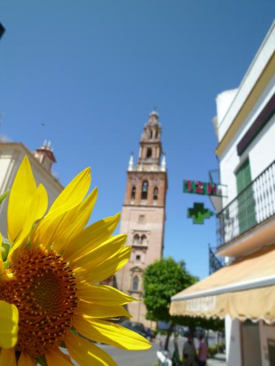 夏らしい話題でgirasol（ひまわり）でも。