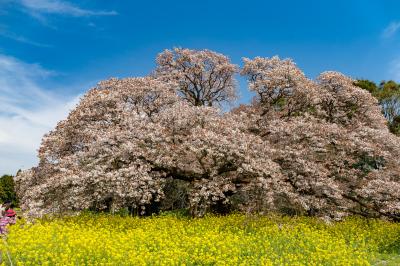 成田/佐倉ぐるり旅【31】～孤高の一本桜～吉高の大桜2017