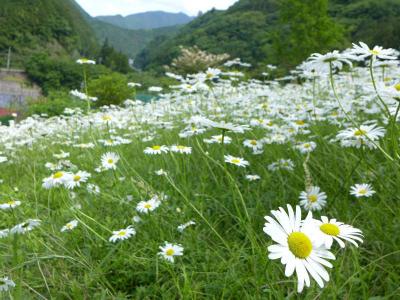 こんなところに  !  マーガレット畑・川上村