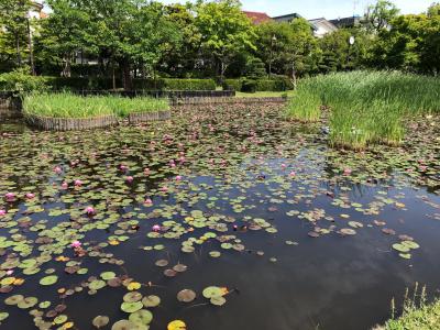 ソ－シャルディスタンスで公園散策